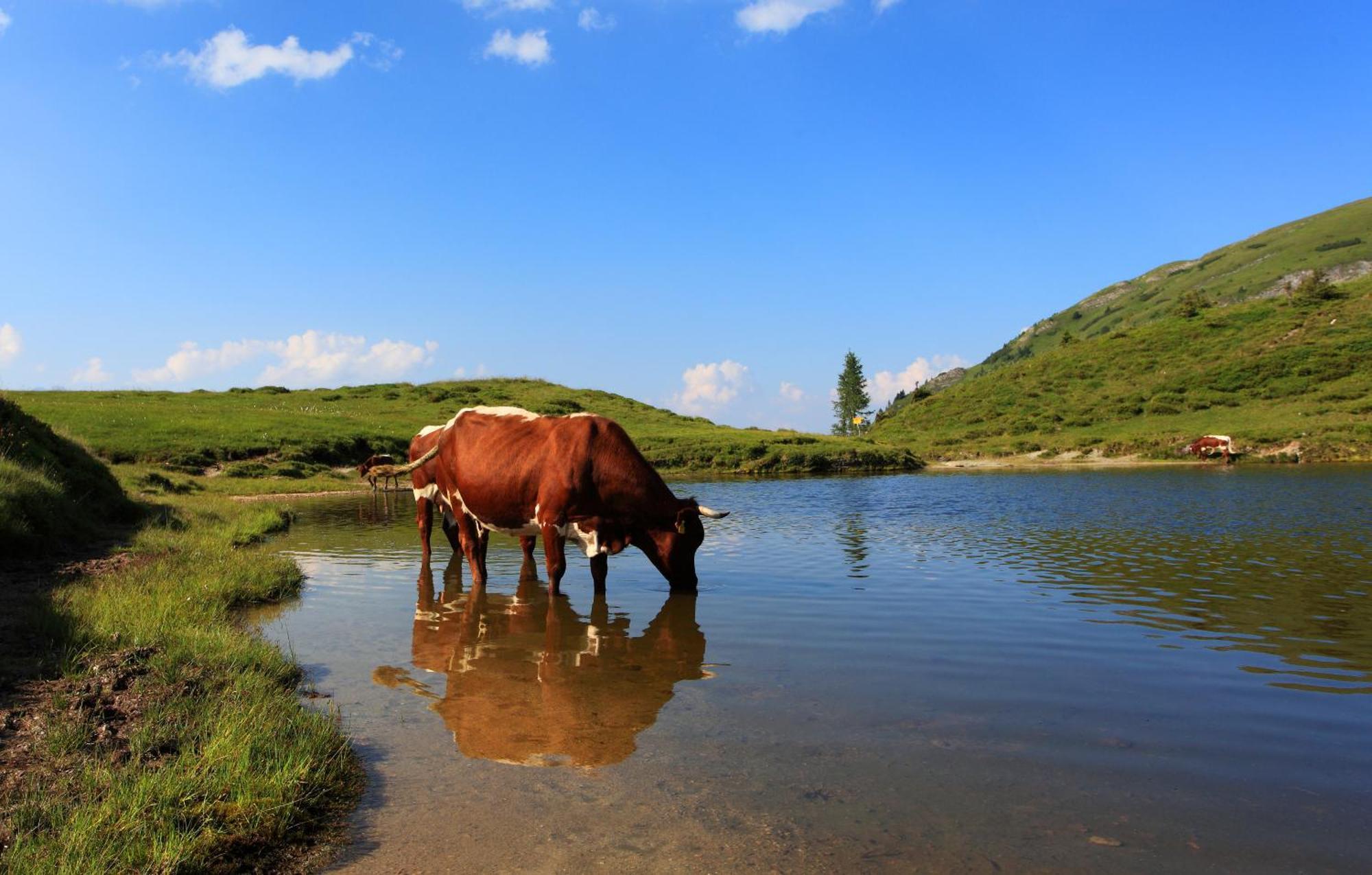 Ferienparadies Taxen Санкт-Файт-ім-Понґау Екстер'єр фото